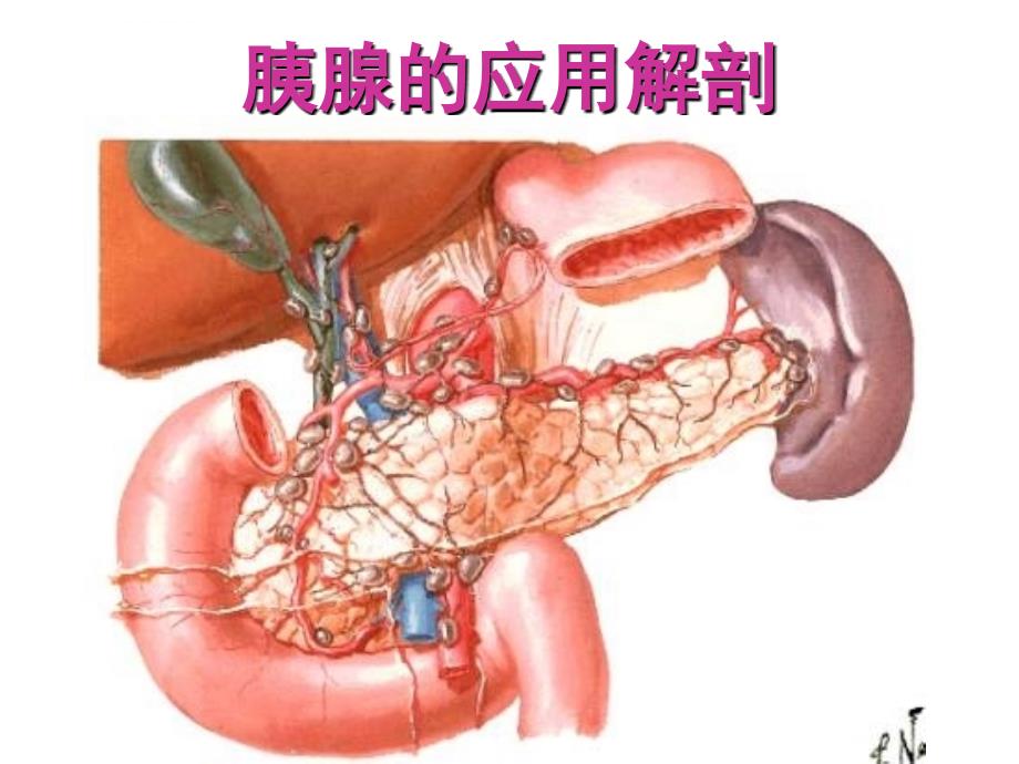 外科护理学课程-课件-25胰腺炎_第3页