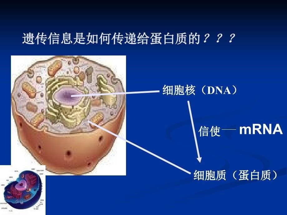 高三生物复习必修二第四章第一节《基因指导蛋白质的合成》ppt课件_第5页