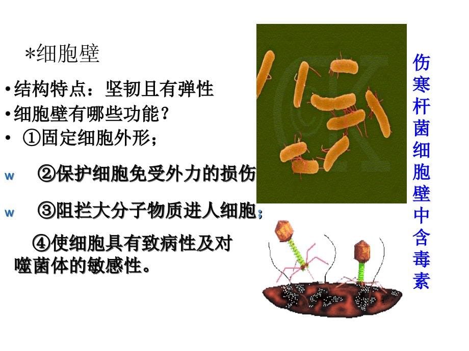 高中生物(人教版)微生物的实验室培养课件(1)课件_第5页