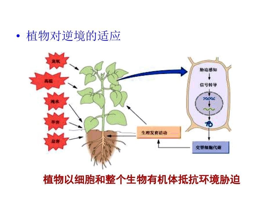中国农大课件植物的逆境生理_第5页