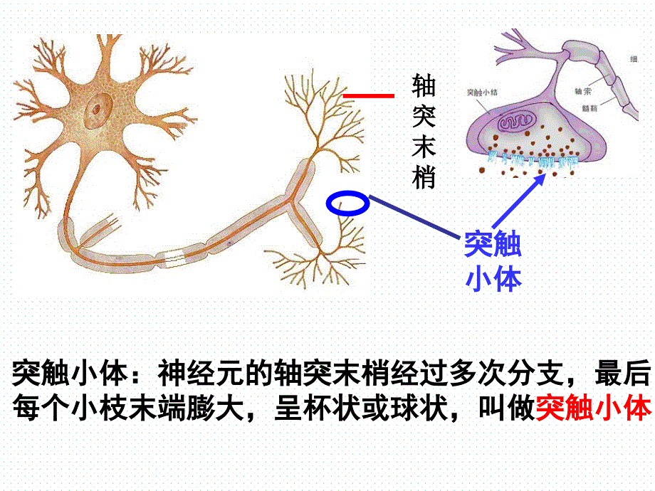 高中生物必修3-第二章第1节-通过神经系统的调节-课时2-ppt_第4页