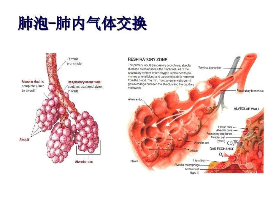 呼吸机原理课件_第5页