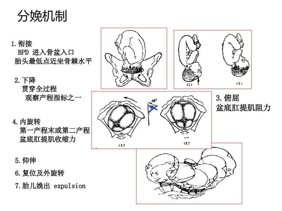 分娩期操作要点解析课件_第5页