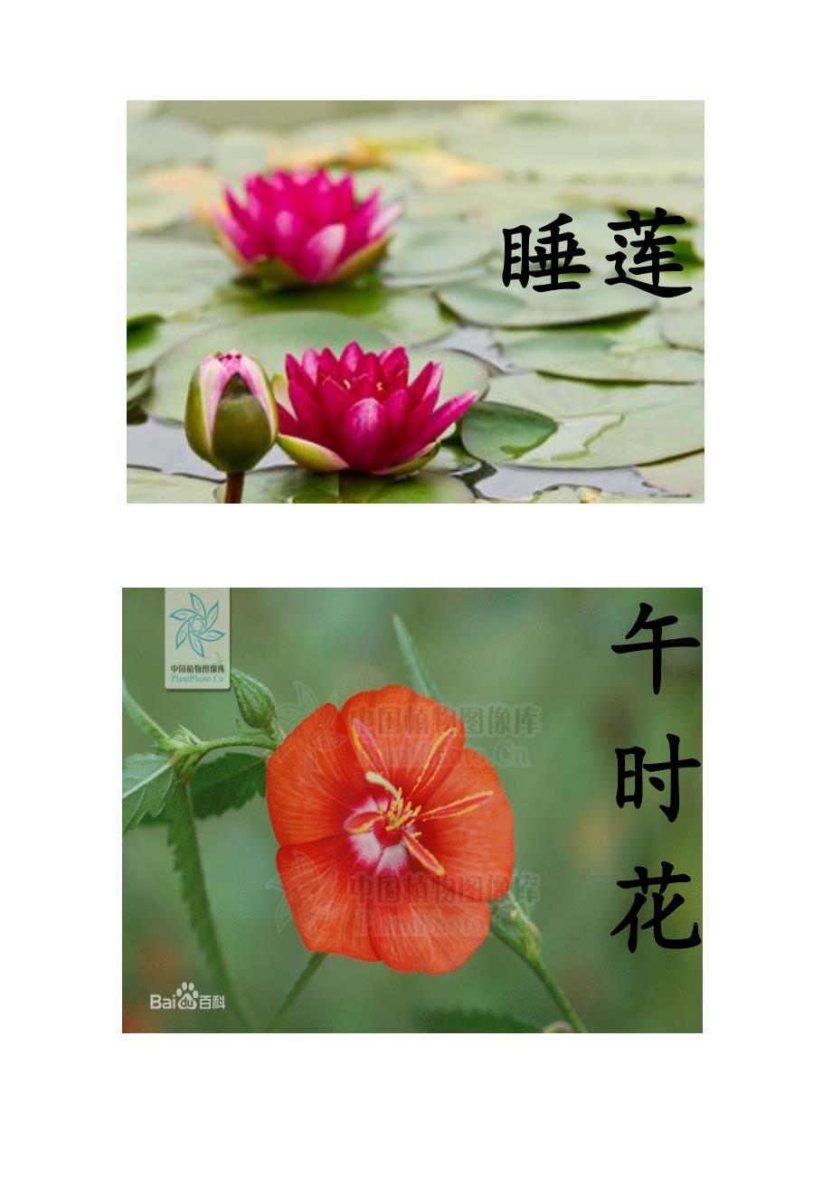 花钟里的9种花(图片)_第2页