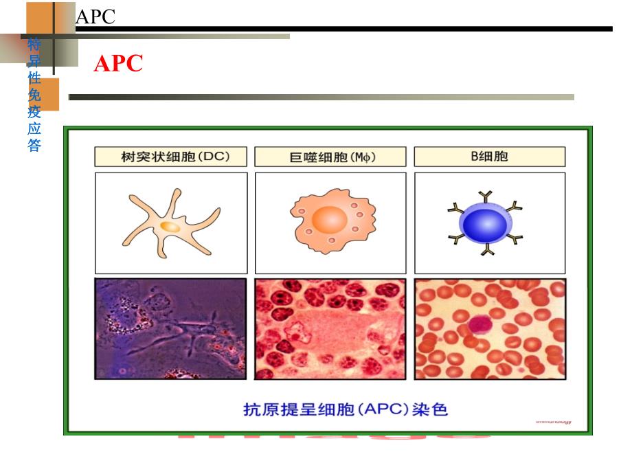抗原递呈细胞与抗原的处理及递呈课件_第3页