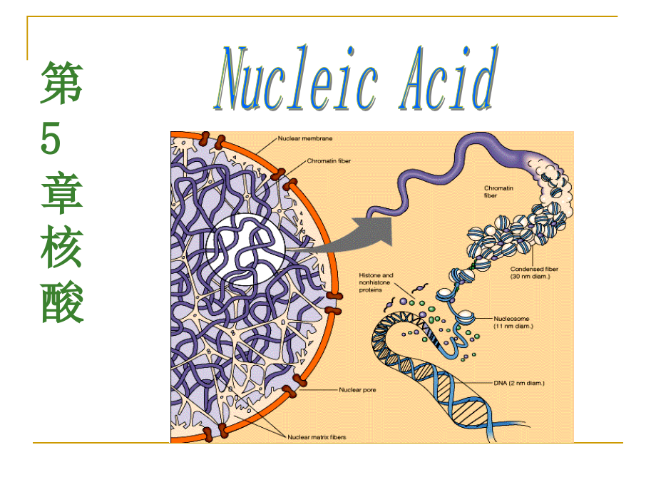生物化学ppt-第5章-核酸_第1页