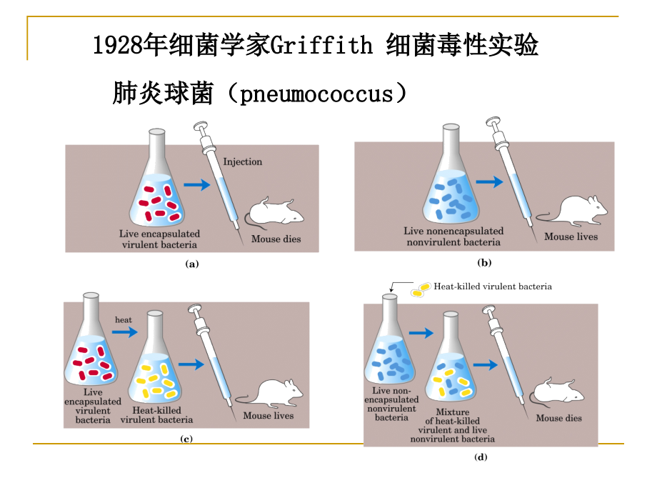 生物化学ppt-第5章-核酸_第4页