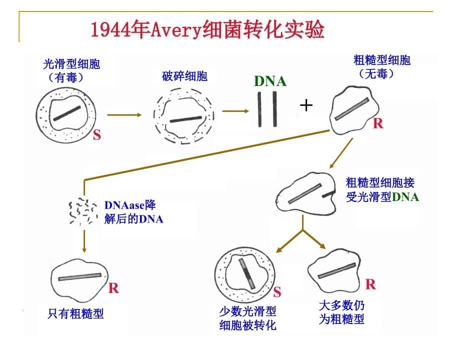 生物化学ppt-第5章-核酸_第5页