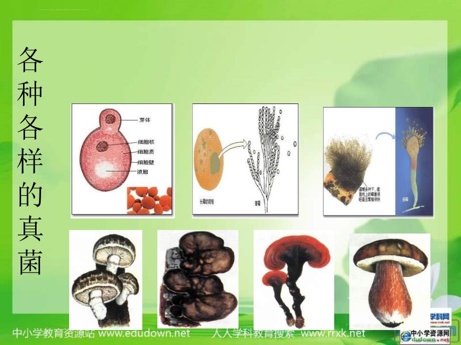 人教版生物八上第三节《-真菌》ppt幻灯片_第4页