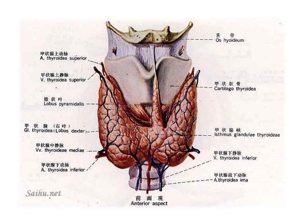 护理教学查房甲状腺7.30_第5页