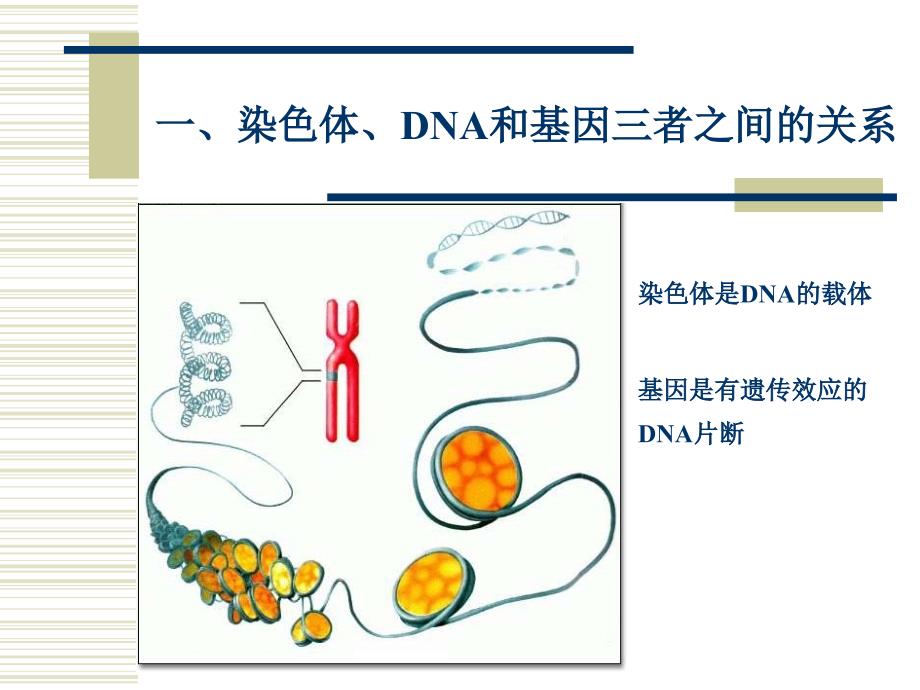 运动与基因表达_第3页