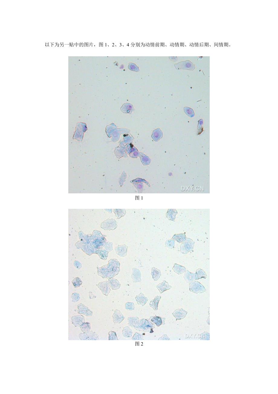 小鼠阴道涂片操作和图片_第2页