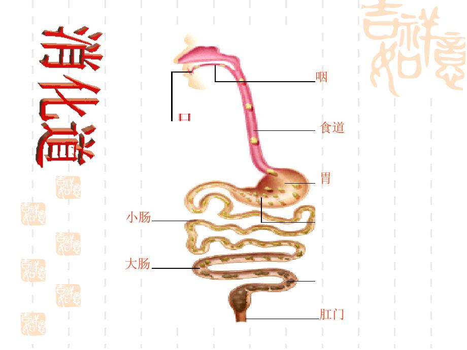 新人教版七年级下册生物消化和吸收ppt幻灯片_第3页