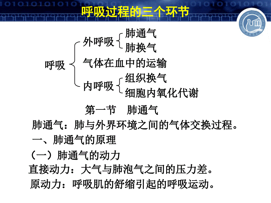 人体生理学--第五篇--呼吸课件_第2页