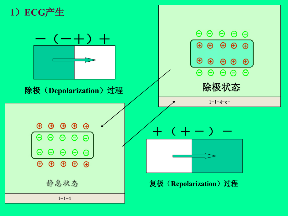 临床心电图学课件_第4页