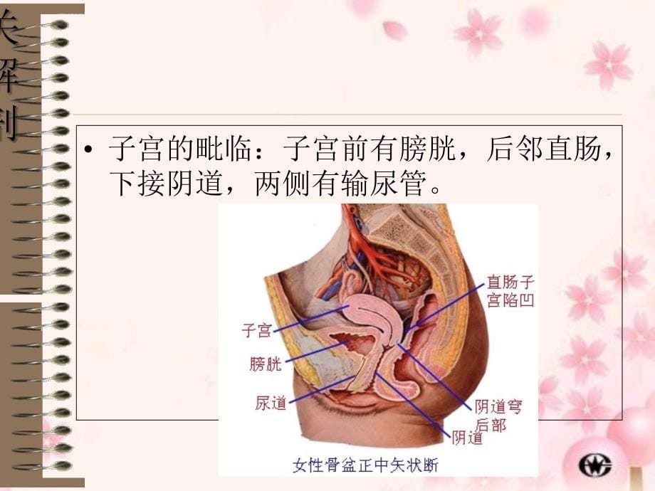 剖宫产的配合课件_第5页