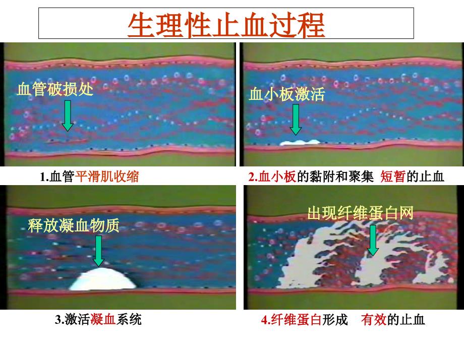 作用于血液及造血器官的药物 (2)课件_第3页