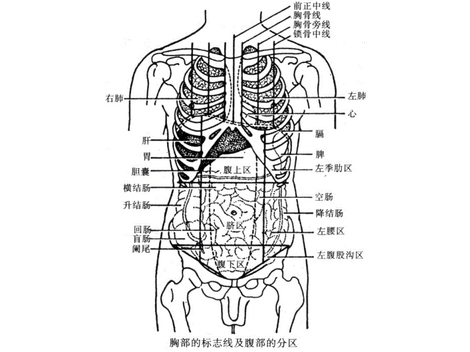 实用消化系统解剖ppt课件_第3页