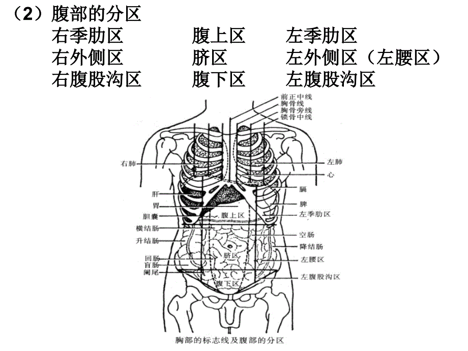 实用消化系统解剖ppt课件_第4页