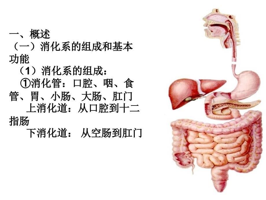 实用消化系统解剖ppt课件_第5页