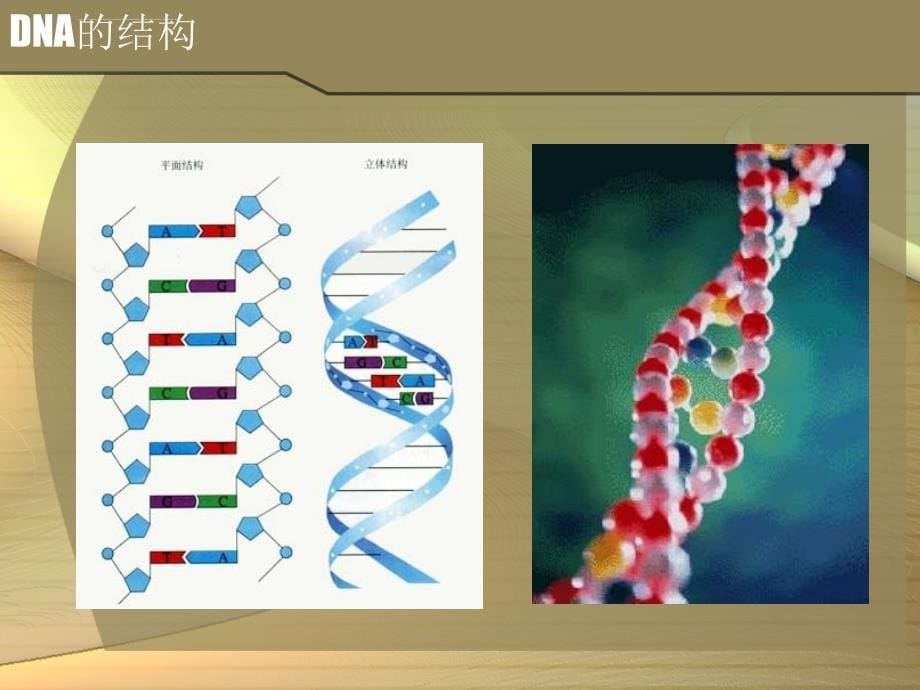 微生物的遗传变异和菌种选育课件_第5页