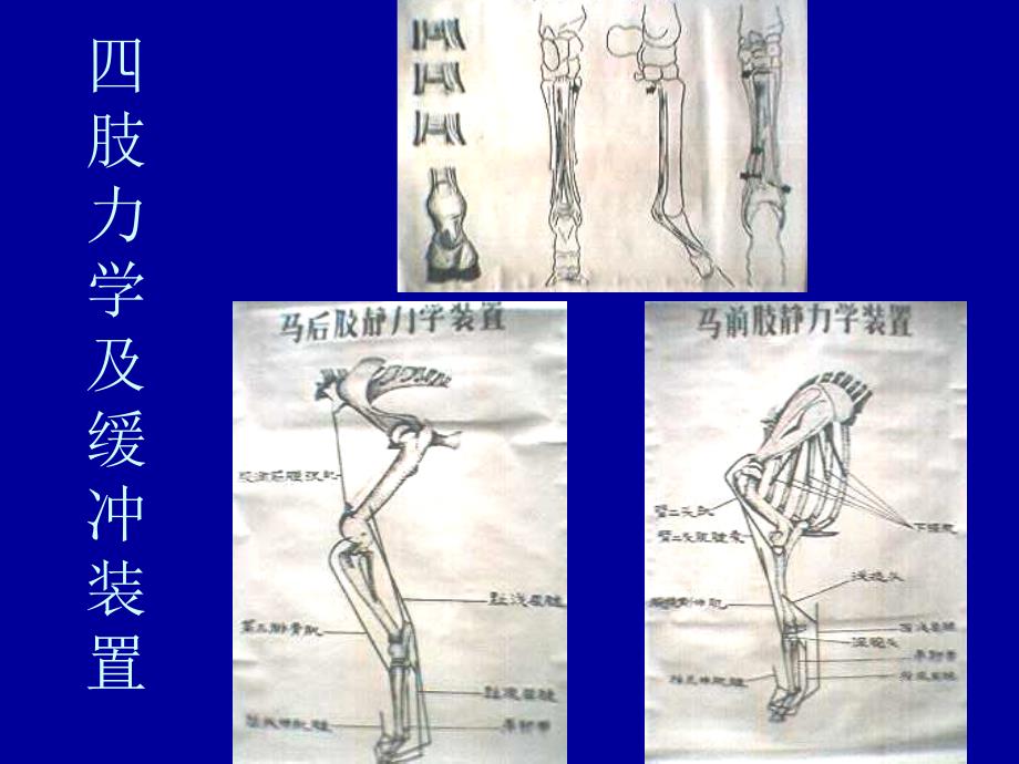 兽医外科学--跛行诊断课件_第4页