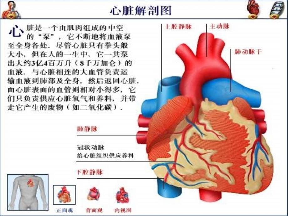 心脏疾病和消化道疾病用药课件_第1页