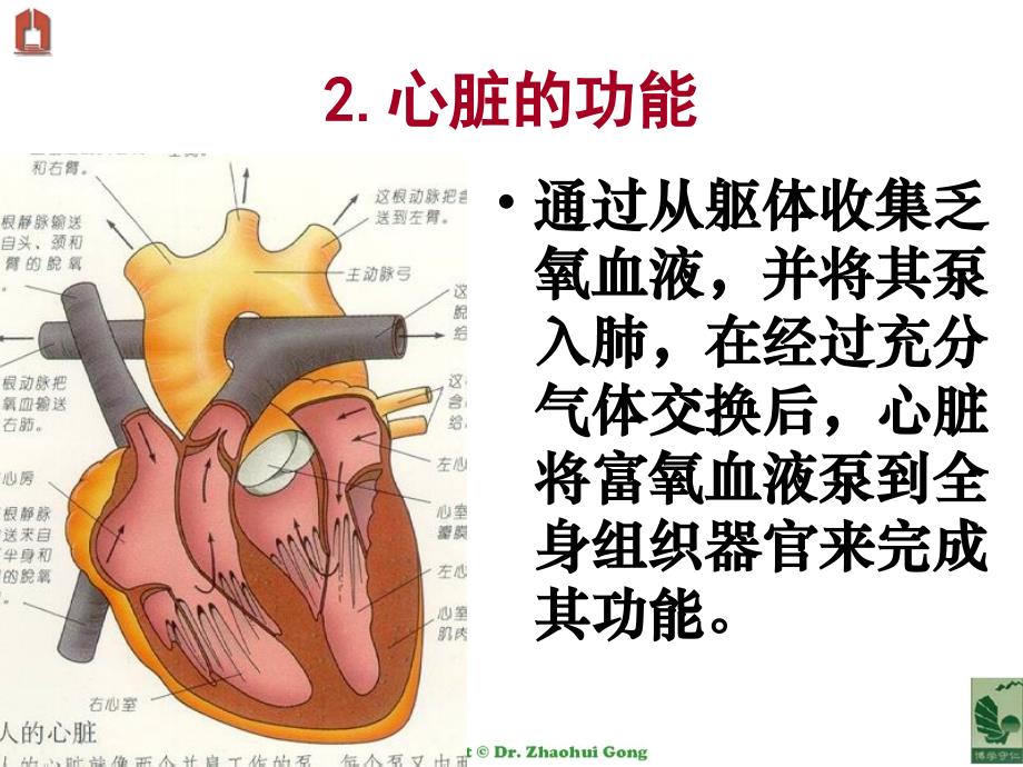 心脏疾病和消化道疾病用药课件_第4页