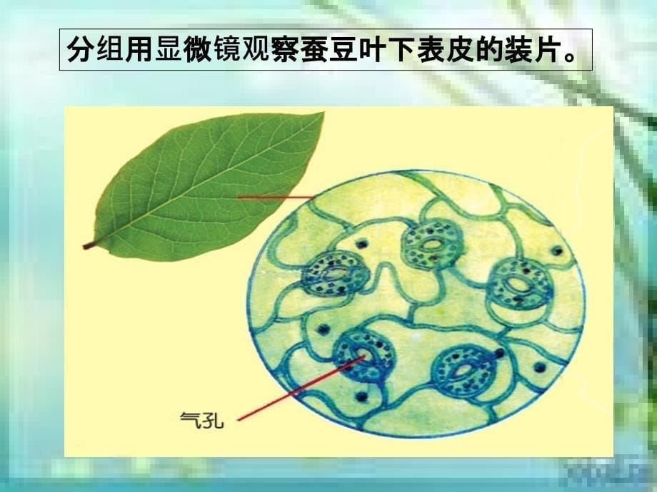 青岛版四年级科学上册植物的叶(一)幻灯片.._第5页
