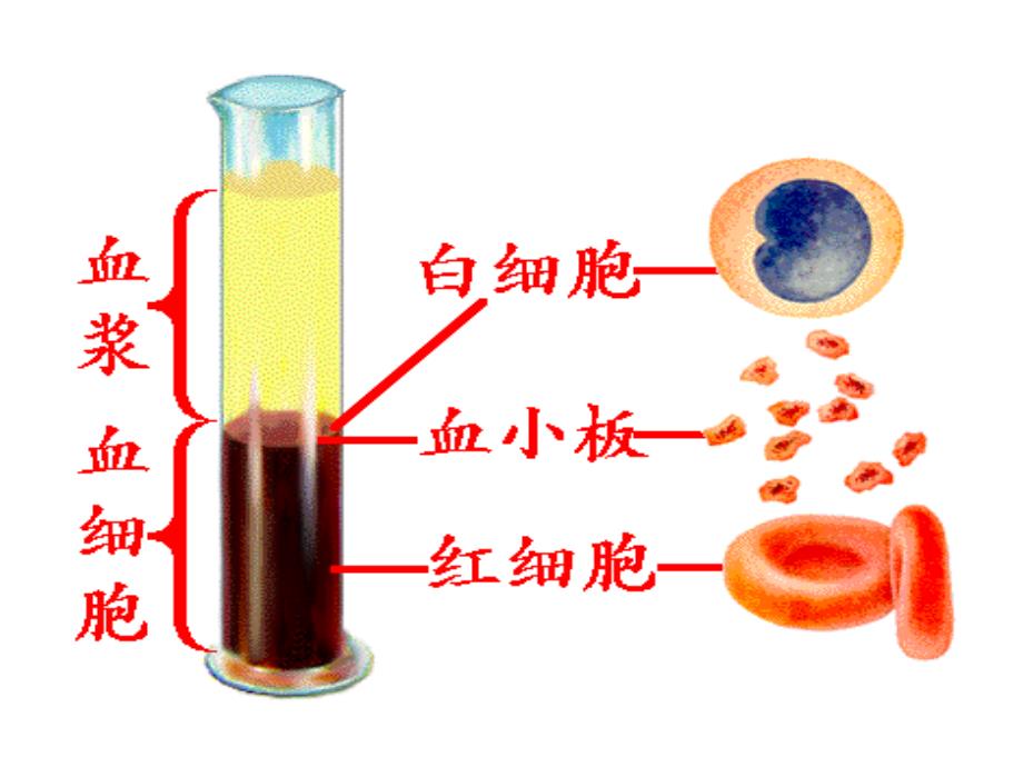 《物质运输的载体》幻灯片-_第4页