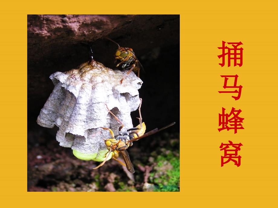003四年级语文下册-捅马蜂窝课件-北京版讲述_第1页