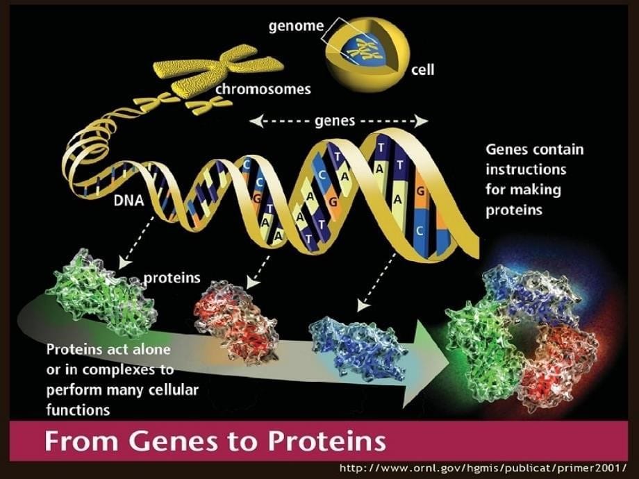 功能基因组学及其研究方法课件_第5页