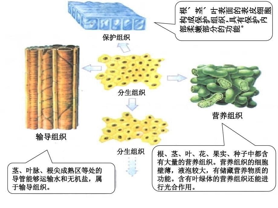 《植物体的结构层次》参考幻灯片_第5页