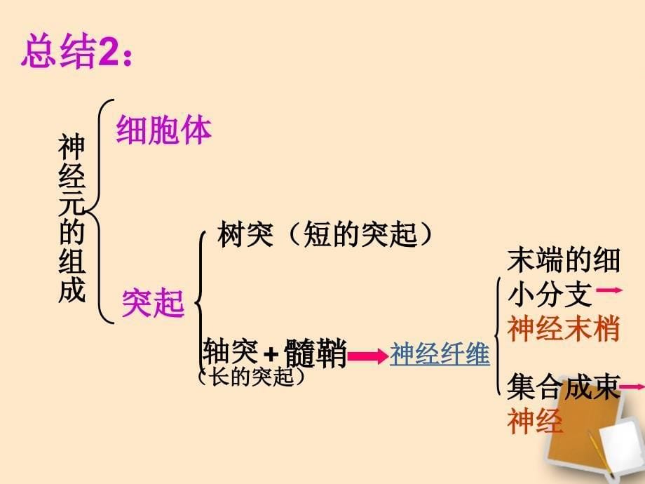 《神经调节的基本结构》课件-济南版_第5页