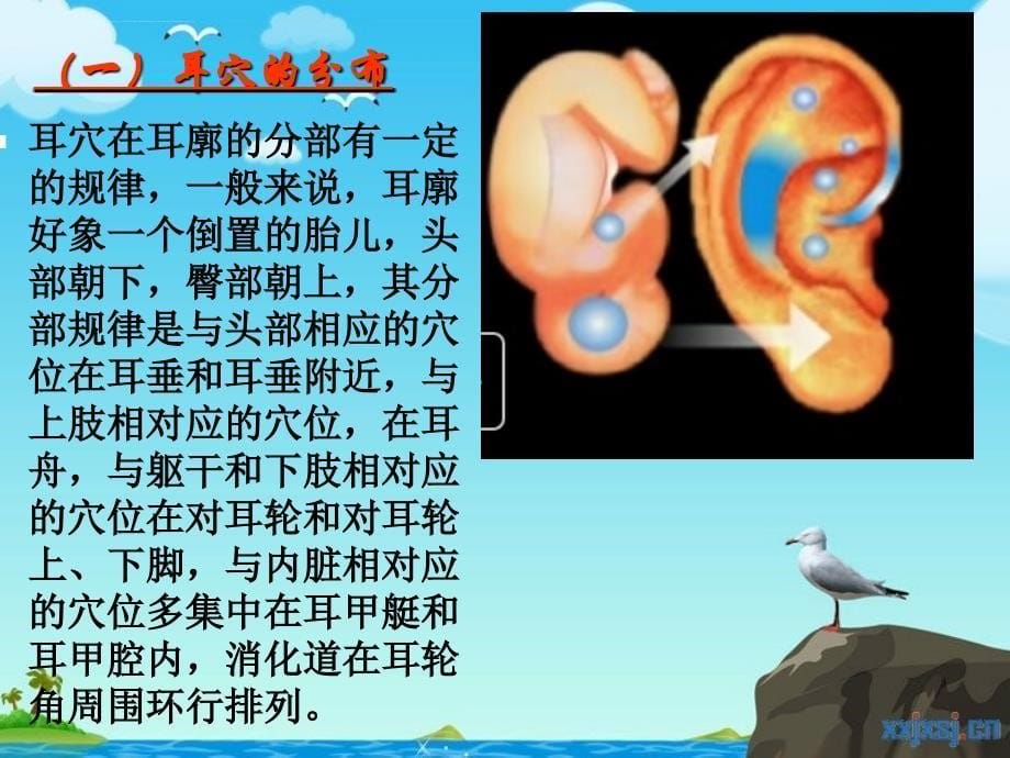 中医技术操作规程耳穴压豆艾灸法课件_第5页