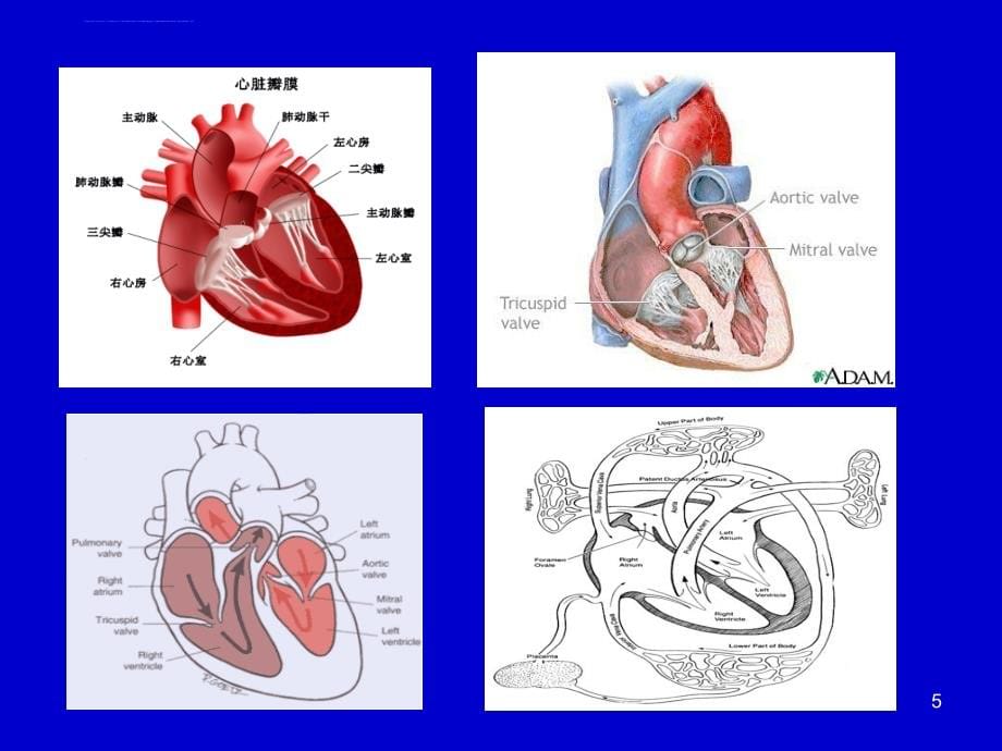 心脏瓣膜病-七年制教学课件_第5页