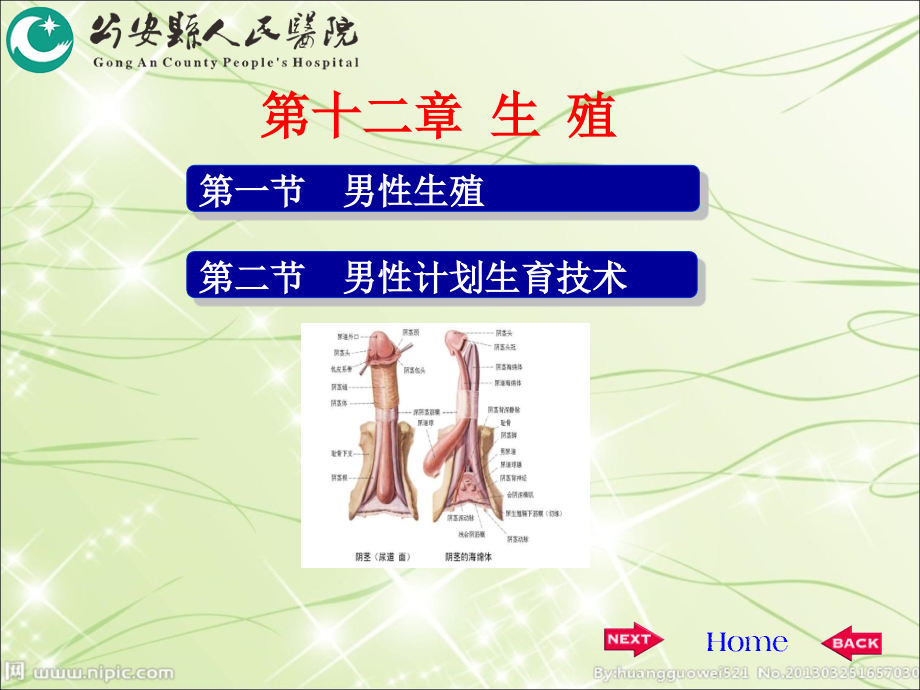 《生理学》第十二章-男性生殖与男性计划生育技术课件_第1页