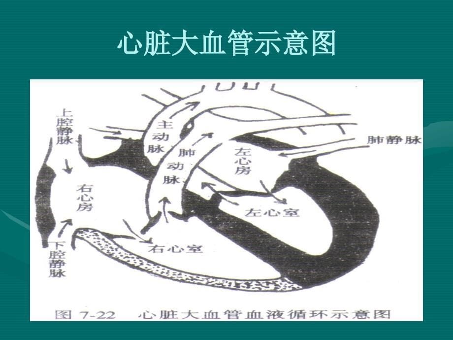 心脏杂音、血管检查_第5页