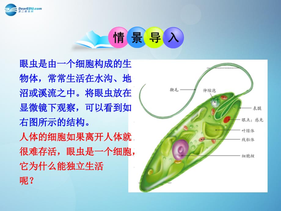 2014秋七年级生物上册-第二单元-第二章-第四节-单细胞生物(第3课时)课件-(新版)新人教版_第3页