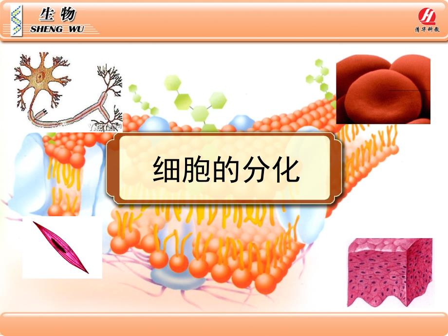 《细胞的分化》ppt幻灯片_第1页