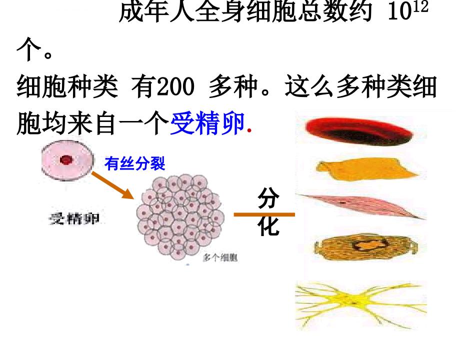 《细胞的分化》ppt幻灯片_第3页