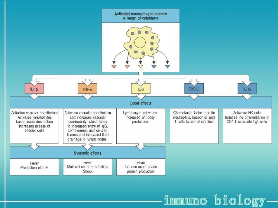 免疫生物学-固有免疫_第5页