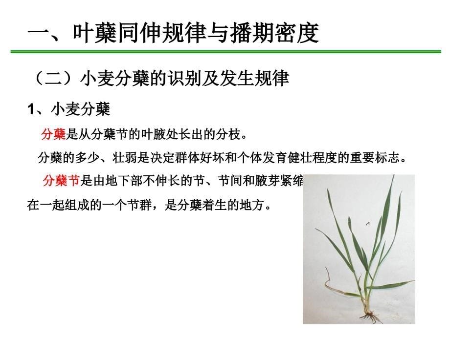 小麦发育过程中的重要概念和关键技术3191课件_第5页