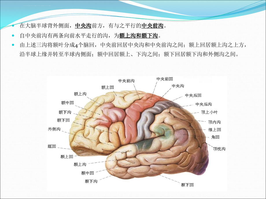 2014脊柱及中枢神经系统影像解剖课件_第3页
