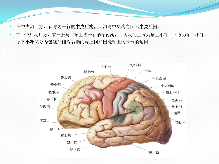 2014脊柱及中枢神经系统影像解剖课件_第4页