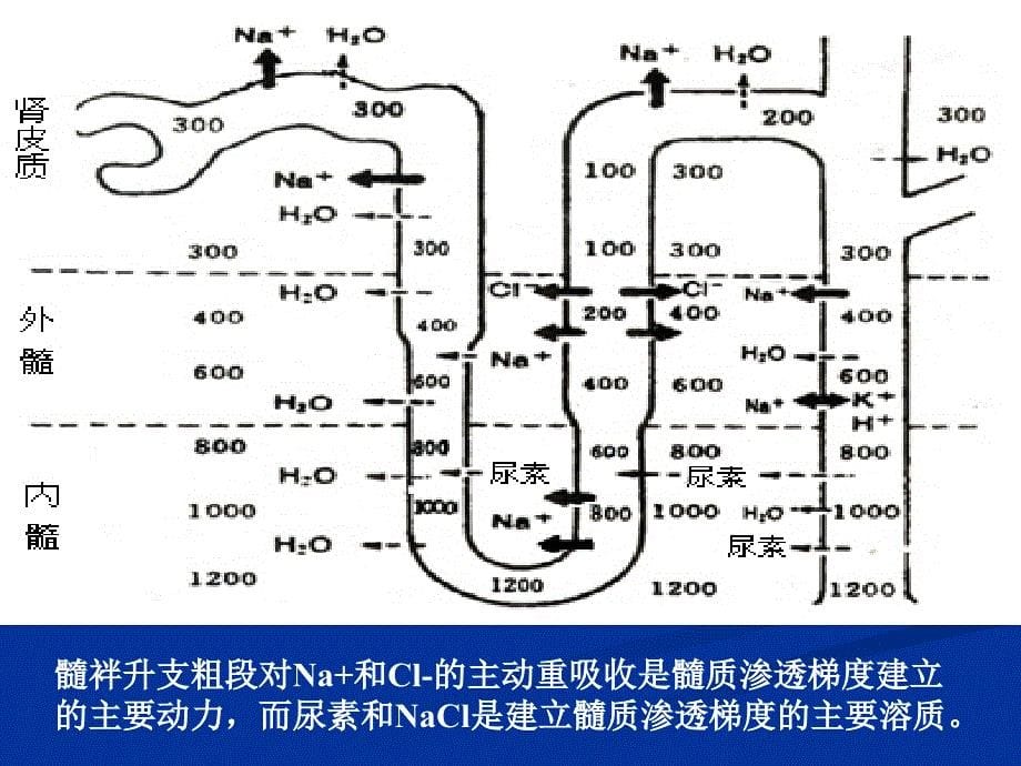 利尿药及脱水药_5课件_第5页