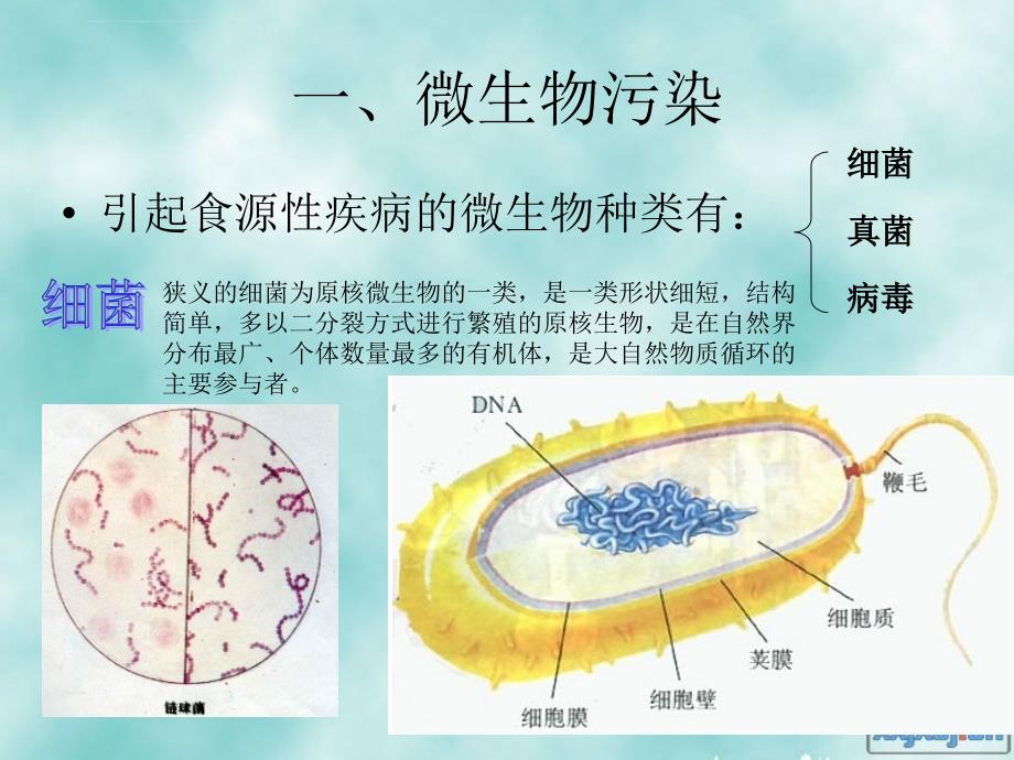 引发食品安全问题的微生物因素课件_第3页