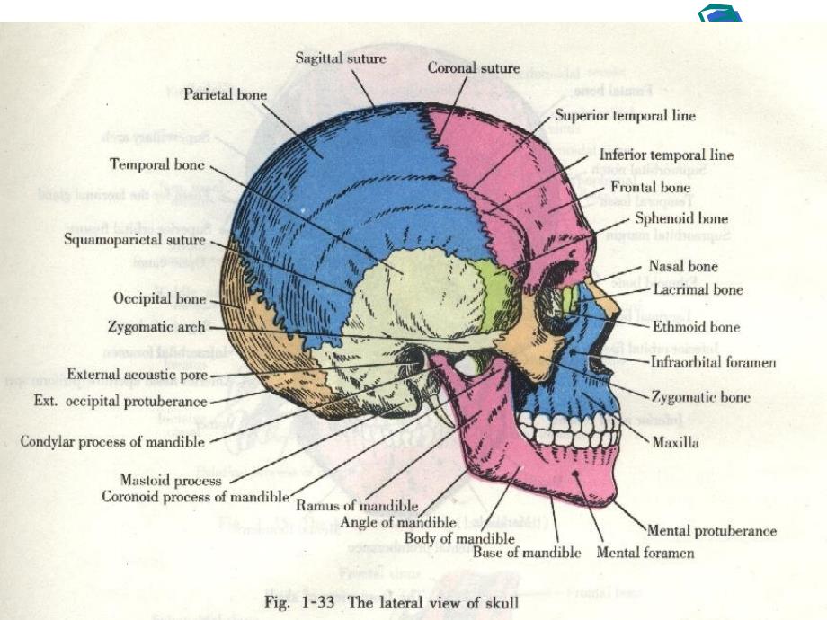 三叉神经解剖学研究课件_第2页