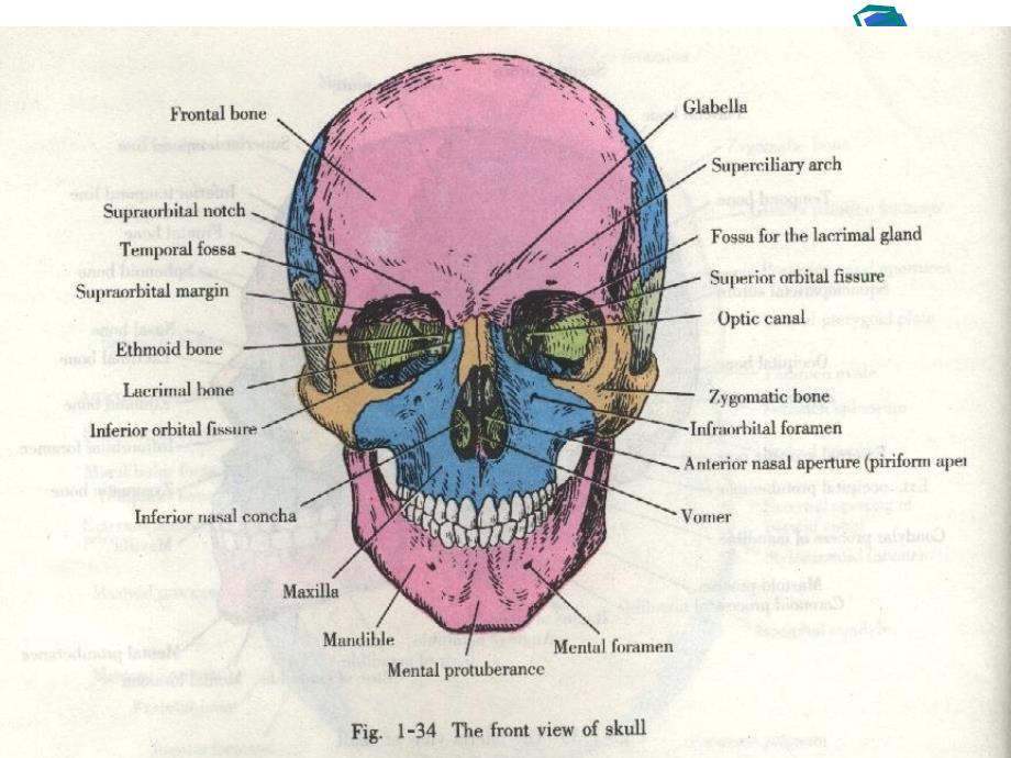 三叉神经解剖学研究课件_第3页
