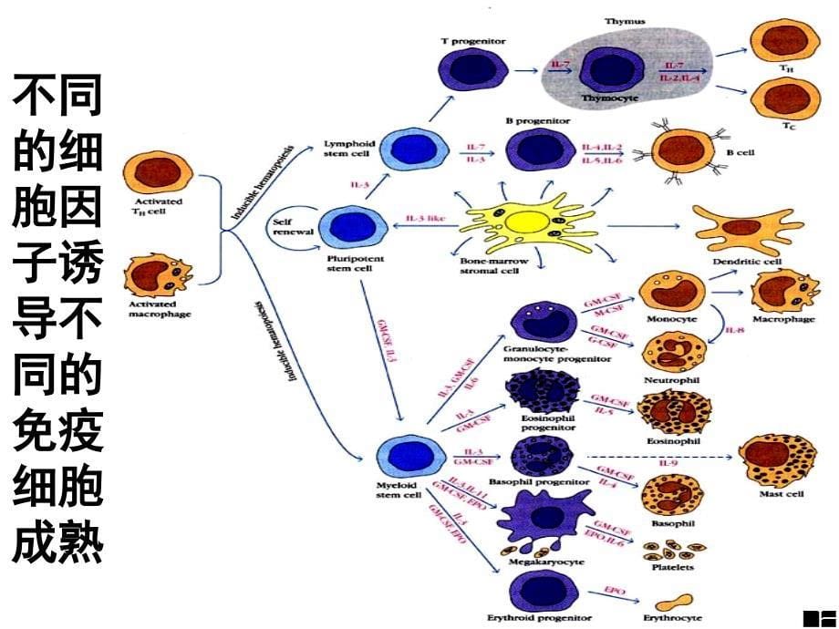 免疫学-第4章-受体与信号：细胞因子与趋化因子_第5页